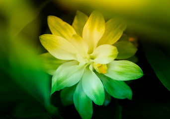 Fototapeta premium soft focus sprinfg flower nature wallpaper background