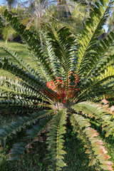 Cycas