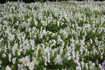 咲き誇る白い花の花壇