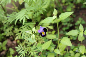 紫色の花の可憐な花