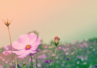 pink cosmos blooming spring nature background