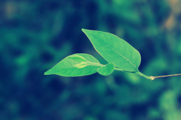 soft focus green leaves spring nature background