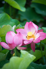 Fototapeta premium Bees busy picking up honey from Lotus Flower
