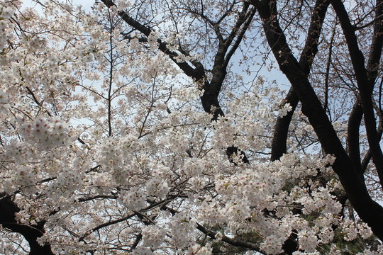 空に映える桜