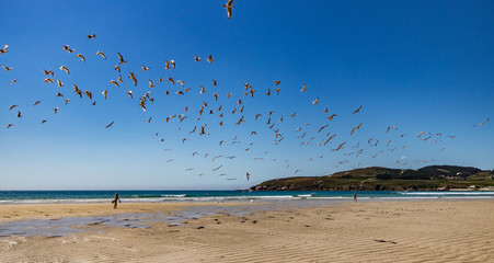 seagulls on beach