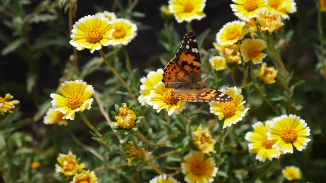 A painted lady butterfly taking flight feeding on nectar and pollinating a meadow of yellow wild flowers in spring SLOW MOTION.