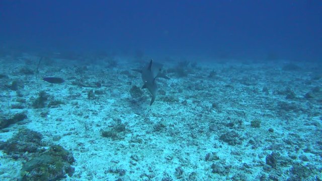 Reef shark close encounter on the bottom