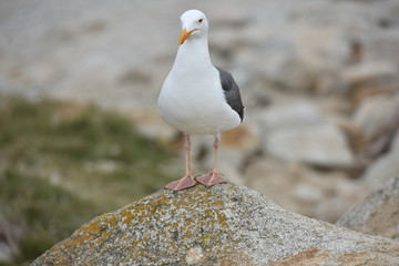 Seagull perched on a rock