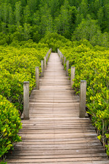Fototapeta na wymiar Wooden elevated walkway in golden mangrove forest in Thailand