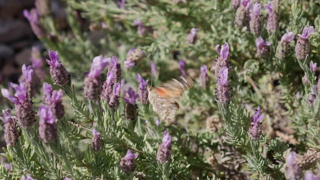 A painted lady butterfly flying in slow motion feeding on nectar and collecting pollen on purple flowers.