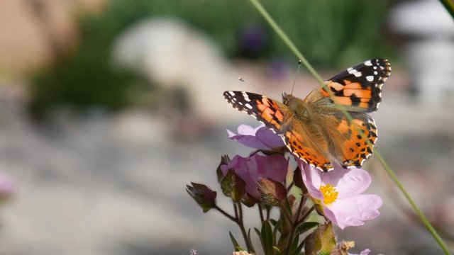 An orange painted lady butterfly feeding on nectar and collecting pollen on pink wild flowers in a garden.