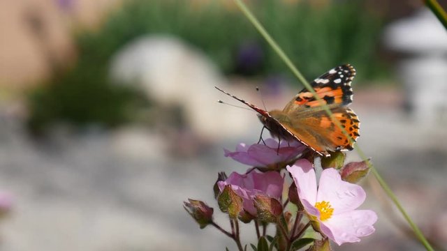 An orange painted lady butterfly feeding on nectar and pollen on pink wild flowers then flying away in slow motion.