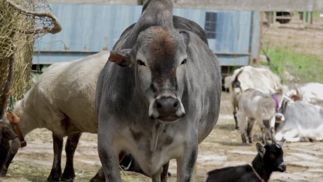 Cow chewing hay close up. Dairy cow eating food on a farm. Animals on a free range farm. Portrait of a grey Asian bovine. 