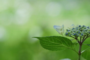 Obraz premium 公園のガクアジサイと玉ボケ