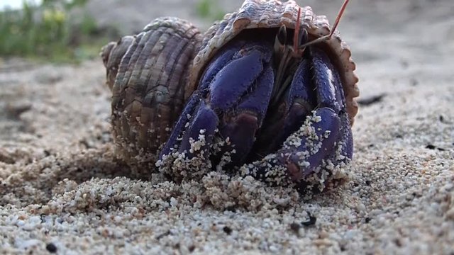 Amami Oshima, Japan - A Hermit Crab at Tomori Beach at Amami Oshima, Kagoshima, Japan