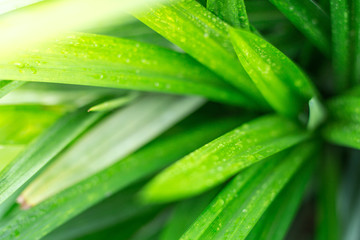 Close up of Beautiful green leaf with warm light
