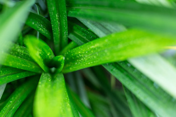 Close up of Beautiful green leaf with warm light