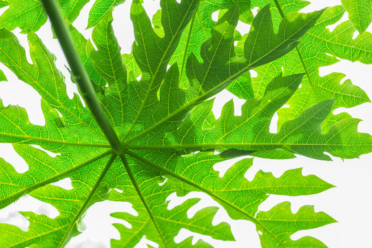 Close up of backlit Beautiful Green leaf