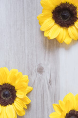 Sunflower close-up on the table.   テーブルの上の向日葵のクローズアップ