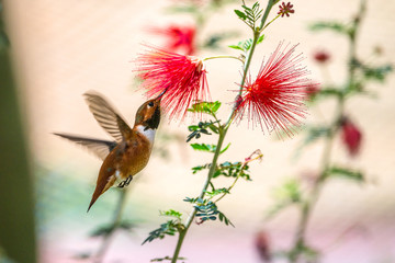 hummingbird in flight