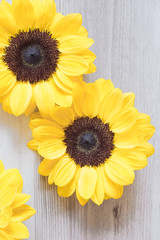 Sunflower close-up on the table.   テーブルの上の向日葵のクローズアップ