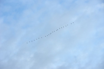 Flock of geese in the sky