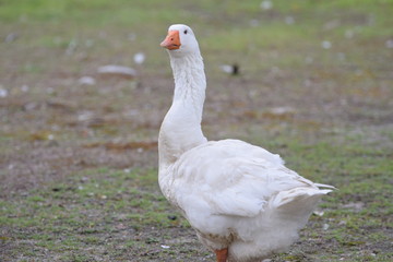 goose on green grass