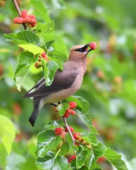 Selbstklebende Fototapeten Zedernwachsvogel, der Maulbeerfrüchte auf dem Baum isst © nd700