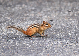 Cute chipmunk on the road surface