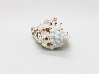 Various Beautiful and Colorful Beach Objects Small Unique Sea Shell in White Isolated Background