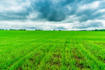 Fototapeta premium Green fields and bright blue sky. Summer landscape. Horizontal frame. Natural background