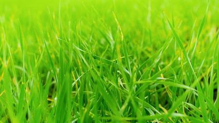 Green grass in a meadow or field close-up. Ecology concept. Horizontal frame. Natural background