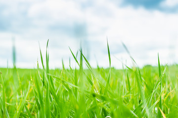 Obraz premium Green grass in the meadow and bright blue sky. Summer landscape. Horizontal frame. Natural background
