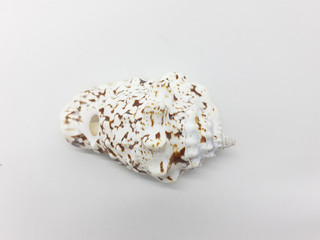 Various Beautiful and Colorful Beach Objects Small Unique Sea Shell in White Isolated Background