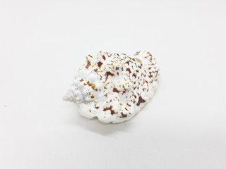 Various Beautiful and Colorful Beach Objects Small Unique Sea Shell in White Isolated Background