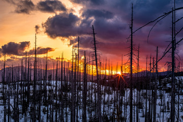 Sunset in a burnt forest
