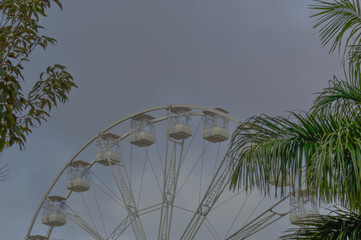 palm trees on the beach