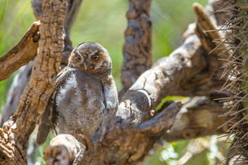 Elf Owl in the desert