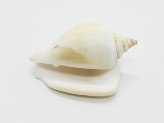 Various Beautiful and Colorful Beach Objects Small Unique Sea Shell in White Isolated Background