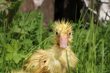 Cute wet little yellow gosling walking among the grass alone
