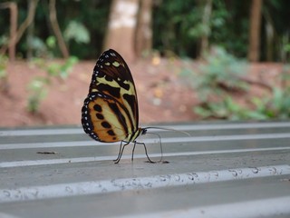 Fototapeta na wymiar Beautiful Yellow Butterfly with Black in the Park