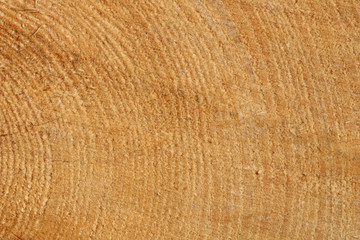 Stump of pine tree felled - section of the trunk with annual rings. Slice wood.