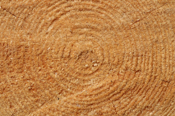 Stump of pine tree felled - section of the trunk with annual rings in the center. Slice wood.