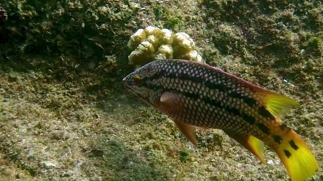 Mexican hogfish swimming around coral in Cabo