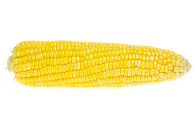 An ear of corn isolated on a white background
