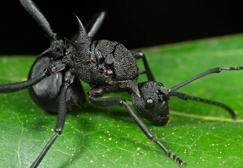 Macro Photo of Black Ant on Green Leaf