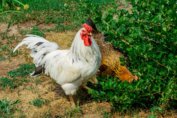 Portrait of beautiful white rooster with a red crest on head and one hen is walking in the courtyard of a village house on a sunny day. Close-up. Copy space for your text