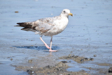 A white seagull