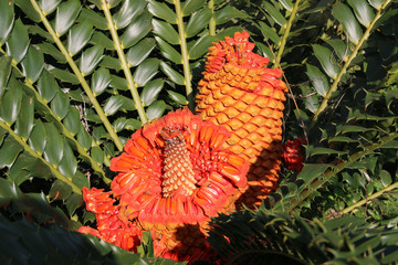 Cycas