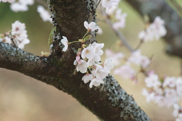 桜　春　花